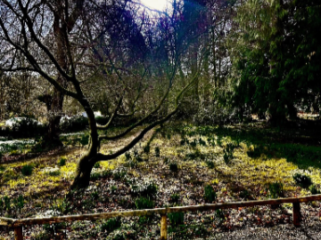 Tree Surveys and Safety Reports 