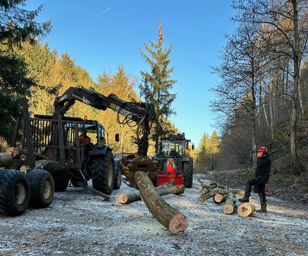 machines lifting tree trunks into trailer